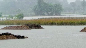 চৌগাছায় জলাবদ্ধতায় নষ্ট হচ্ছে খেতের ধান