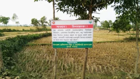 গবাদিপশুকে জমির খড়-ঘাস খাওয়াতে ভয় পাচ্ছেন কৃষক