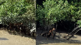 সুন্দরবনে দেখা মিললো একসঙ্গে ৩ বাঘের