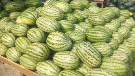 ১০ কেজি ওজনের তরমুজের দাম ৩০ টাকা