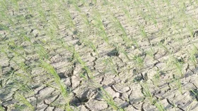 নিয়ামতপুরে খরায় আউশের খেত শুকিয়ে যাচ্ছে