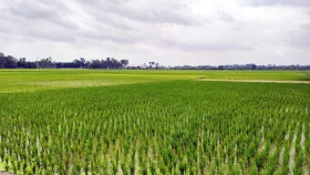 রাণীনগরে বেশি জমিতে আমন চাষ, সার সংকট&nbsp;