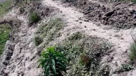নাইন্দা হাওরে ফসল রক্ষা বাঁধই কৃষকদের কাল