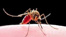 রাসায়নিক উপাদান ছাড়াই ঘর মশামুক্ত রাখার উপায়