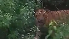 অফিসের সামনে বাঘ দেখে কিংকর্তব্যবিমূঢ়