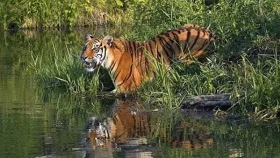বাঘের অনুপ্রবেশ ঠেকাতে দুই কোটি টাকা ব্যয়ে সুন্দরবনে বেড়া নির্মাণ