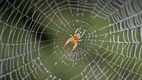 মানুষ কেন মাকড়সা ভয় পায়