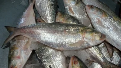বিক্রির জন্য আনা ইলিশ। 