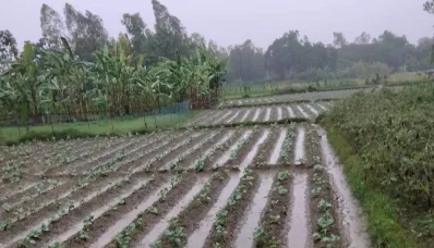 সবজী ক্ষেতে জমে থাকা পানি। 