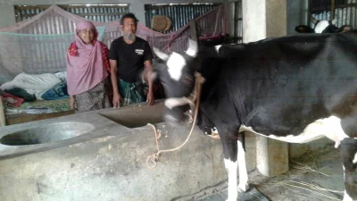 কষ্টে অর্জিত সম্পদ গরু চুরি ঠেকাতে গোয়ালঘরে রাত যাপন করেন অনেকে। ছবি: ইত্তেফাক