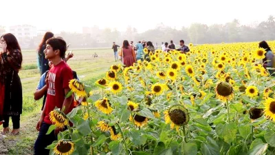 ঈশ্বরদীর মাটি ও আবহাওয়া সূর্যমুখী চাষাবাদের জন্য উপযোগী। ছবি: ইত্তেফাক 