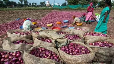 মহারাষ্ট্রে এবছর পেঁয়াজের অতিরিক্ত ফলনের কারণে কৃষকরা খরচের অর্ধেকও দাম পাচ্ছেন না