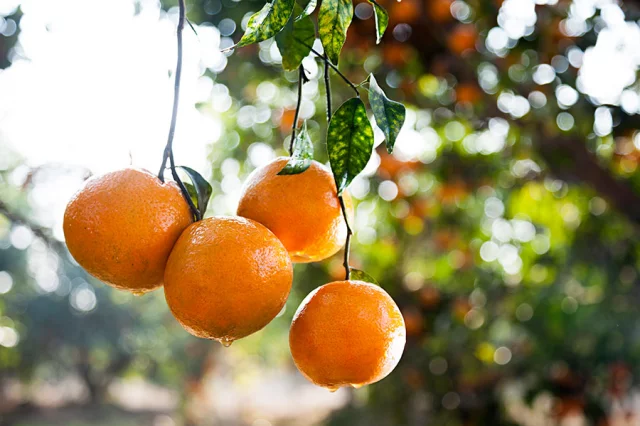 Benefit of eating orange