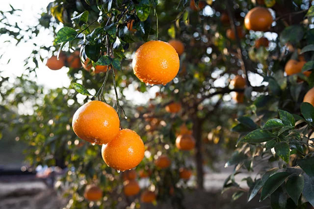 Benefit of eating orange
