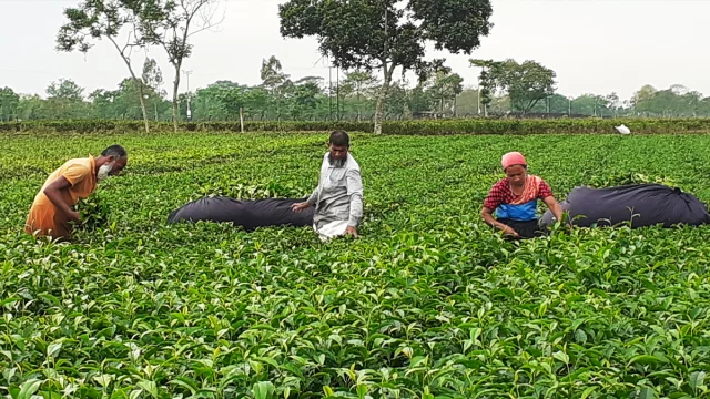 তেঁতুলিয়া সদর ইউপির তেলিপাড়া গ্রামে চা-বাগানে পাতা তুলছেন শ্রমিকরা। ছবি: ইত্তেফাক।