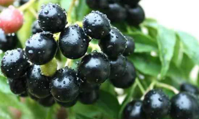 Blackberries