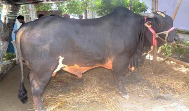 Cow-Hat_Kamlapur-19