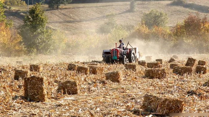 ukraine wheat field