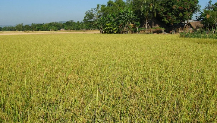 paddy field